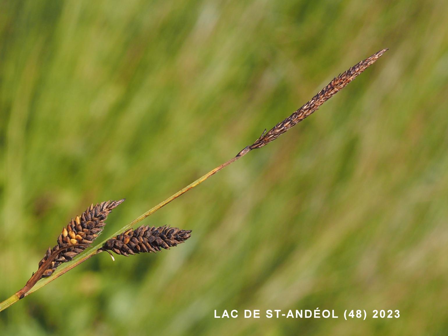 Sedge, Hairy fruited